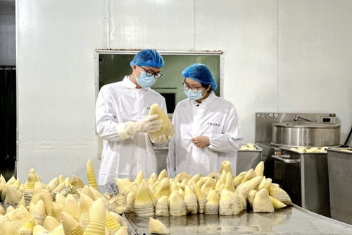 搶鮮出海 畬鄉(xiāng)筍罐頭走俏西班牙，傳統(tǒng)食品打開國際新銷路